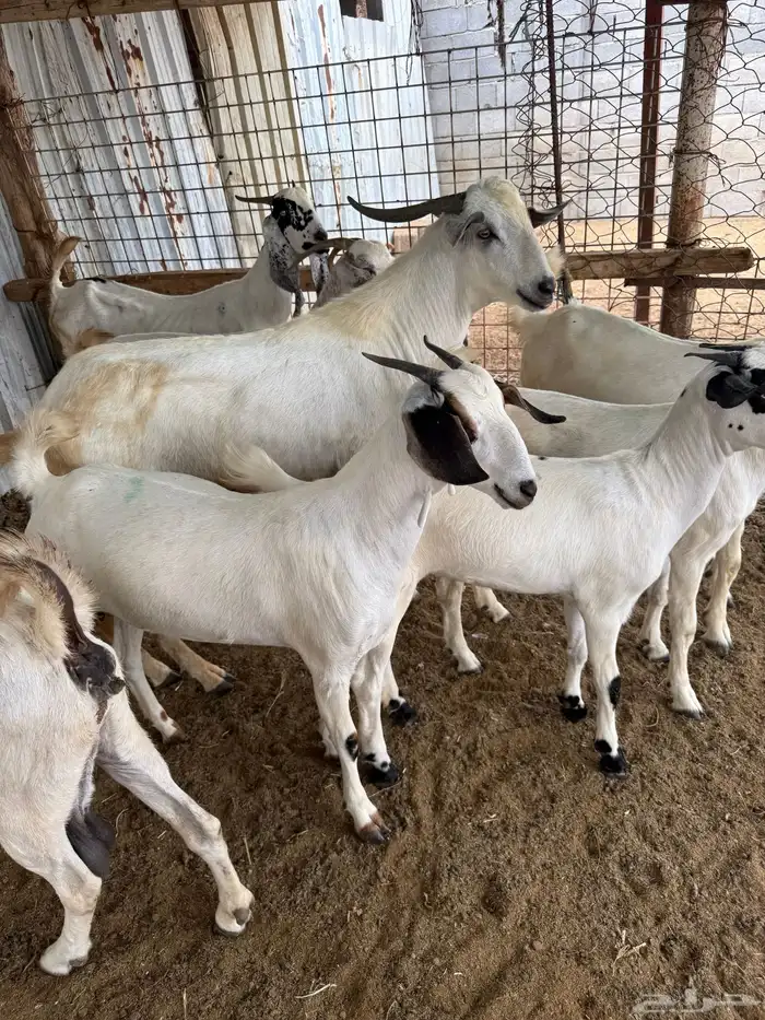 10 جفار بيشيه فاااخرة للي بيأسس مراح 13