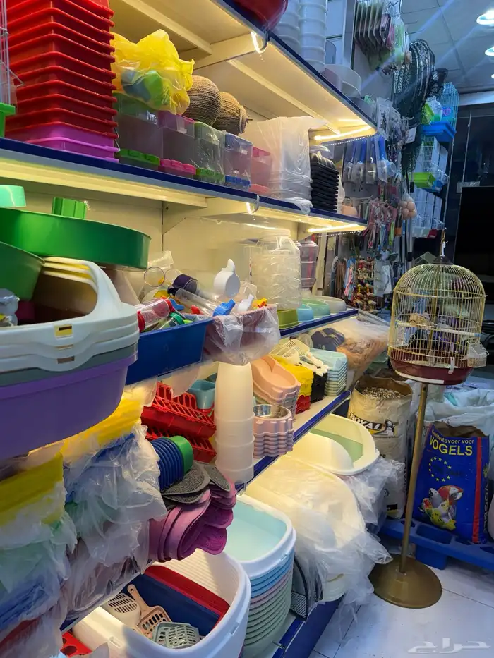 عصافير . قطط. حمام 6