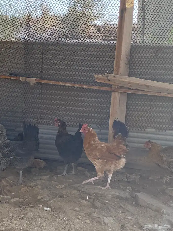 دجاج بلدي بياض شرط فواتح حمر 16