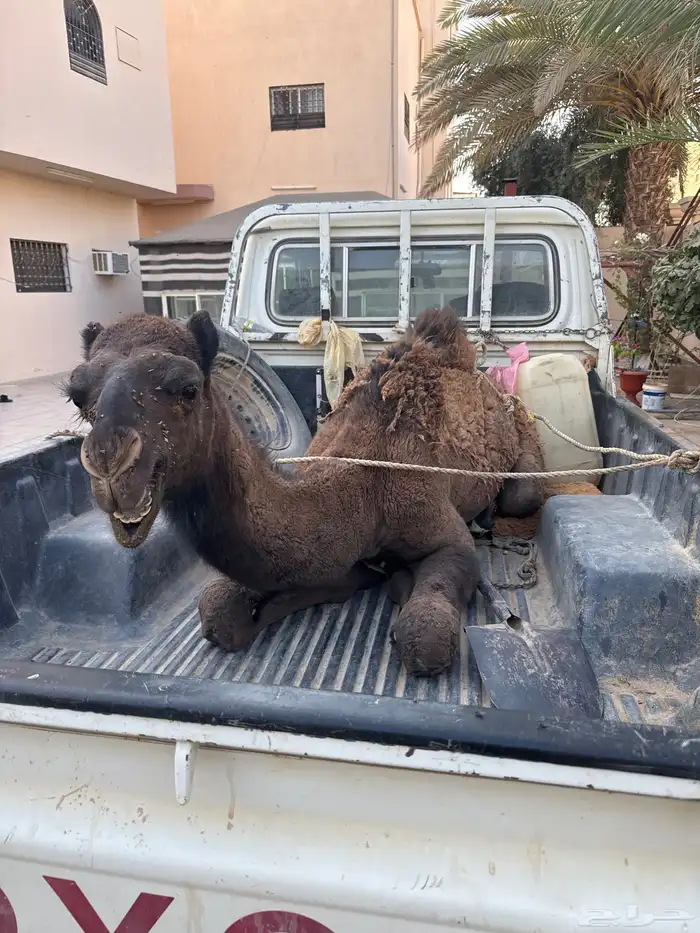 حاشي بري لباني 1