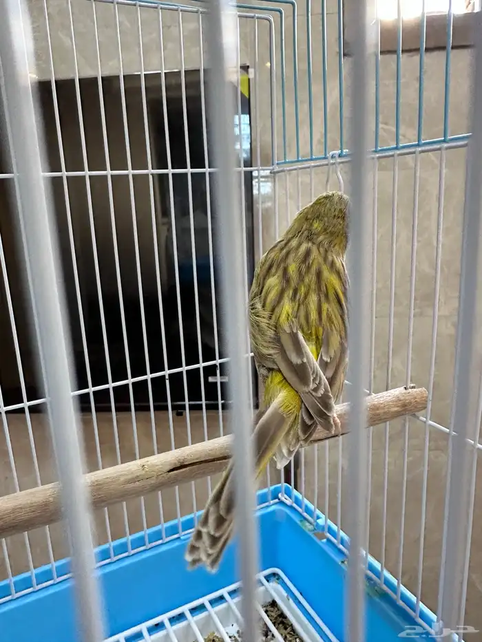 كناري تغريد 2