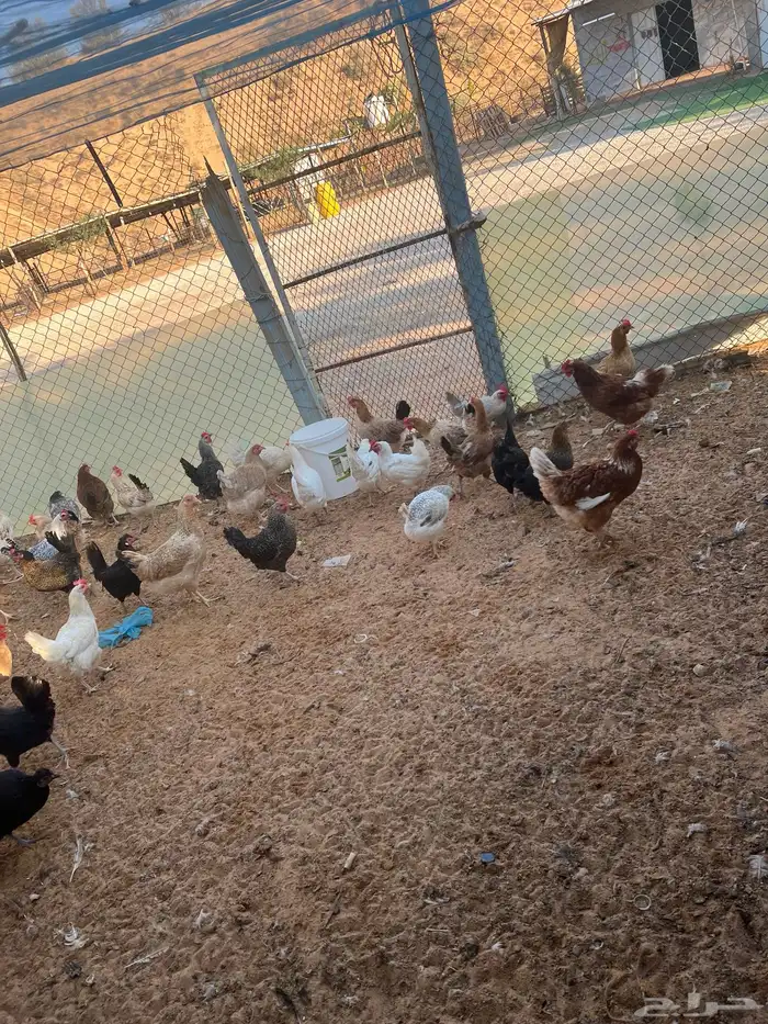 للبيع دجاج مشكل 11