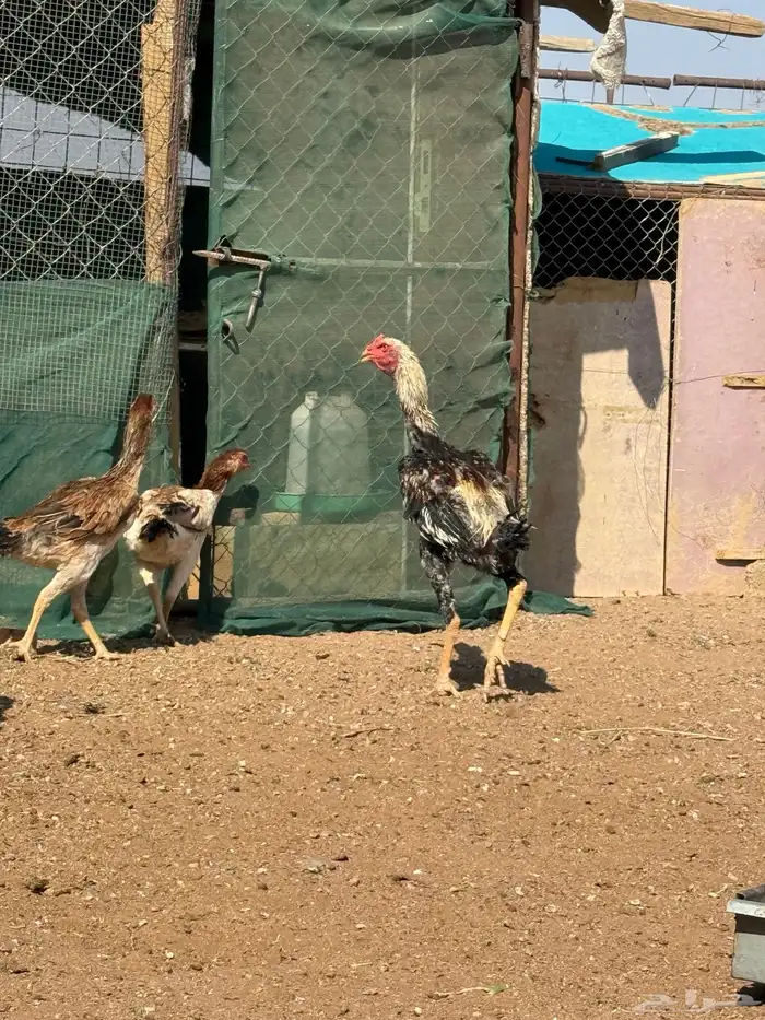 دجاج شامو ياباني 14