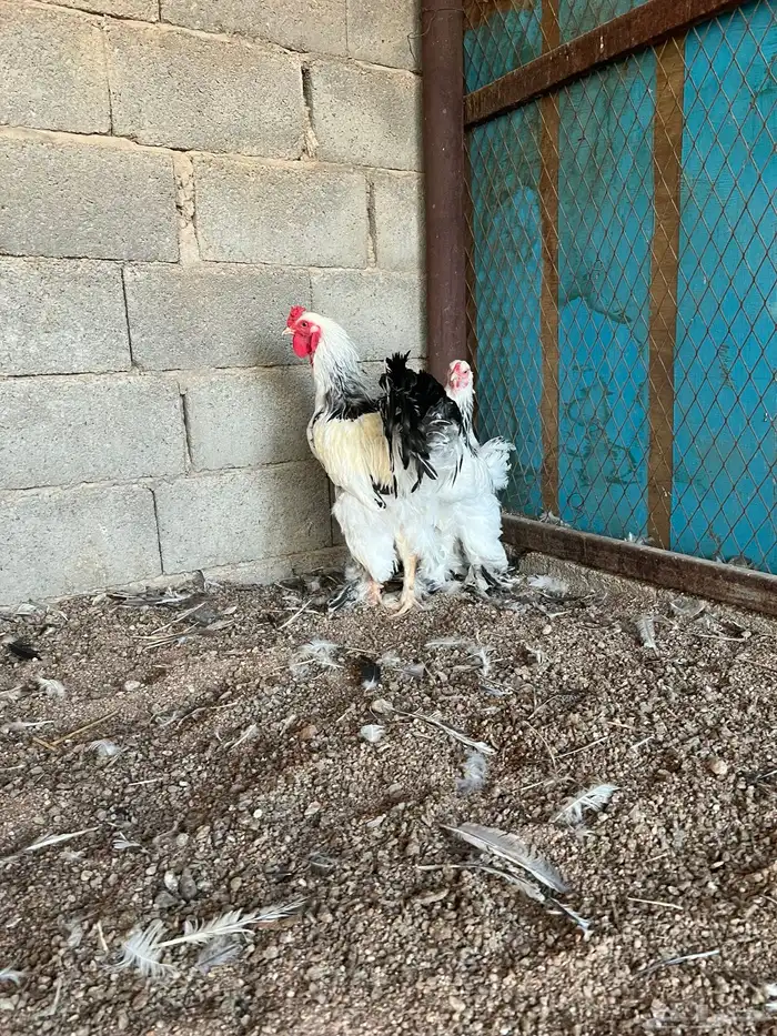 للبيع طقم براهما كولمبي بياض 1