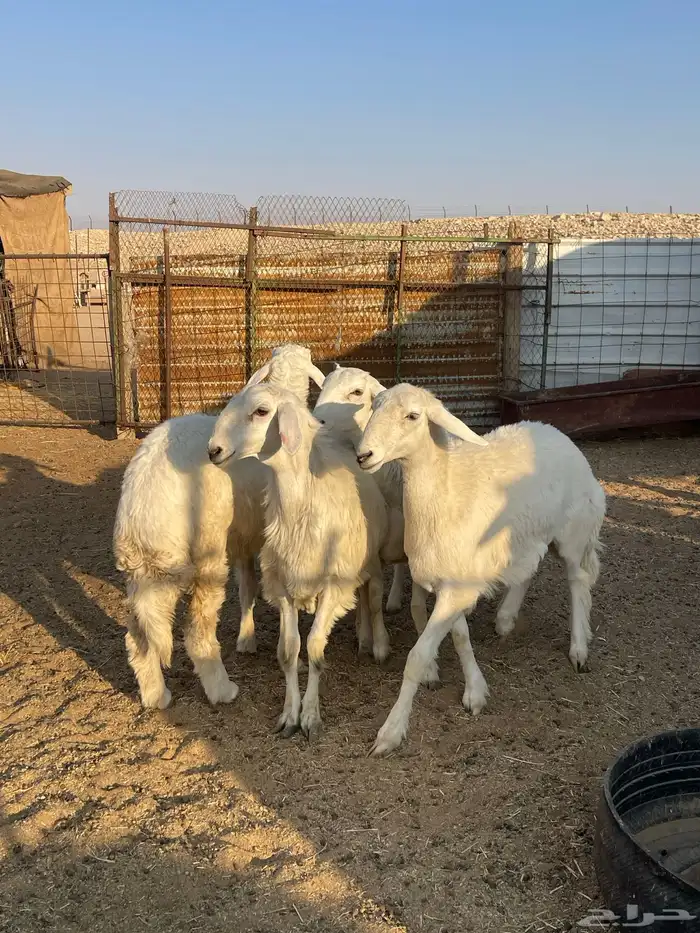 رخال صنف حرش مراح 1