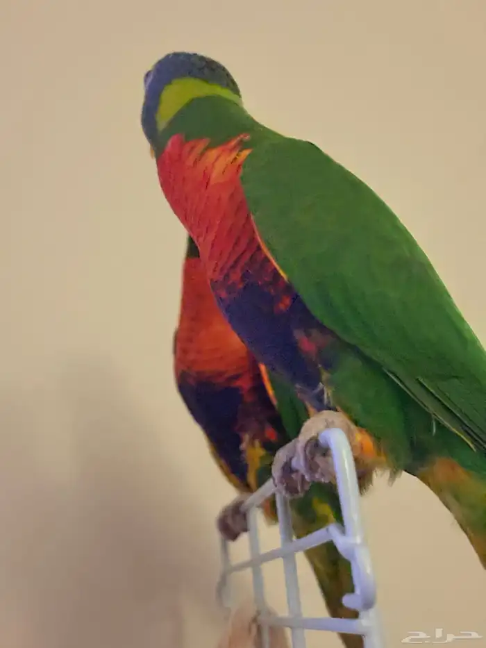 جوز بغبغاء رينبو لوري 5