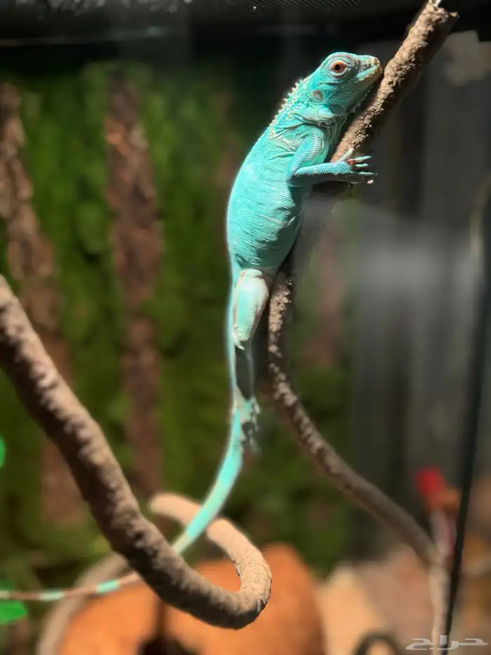 سحليه اغوانا زرقاء 0