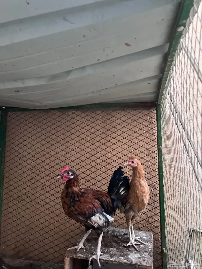 4 دجاجات وديك للبيع 7