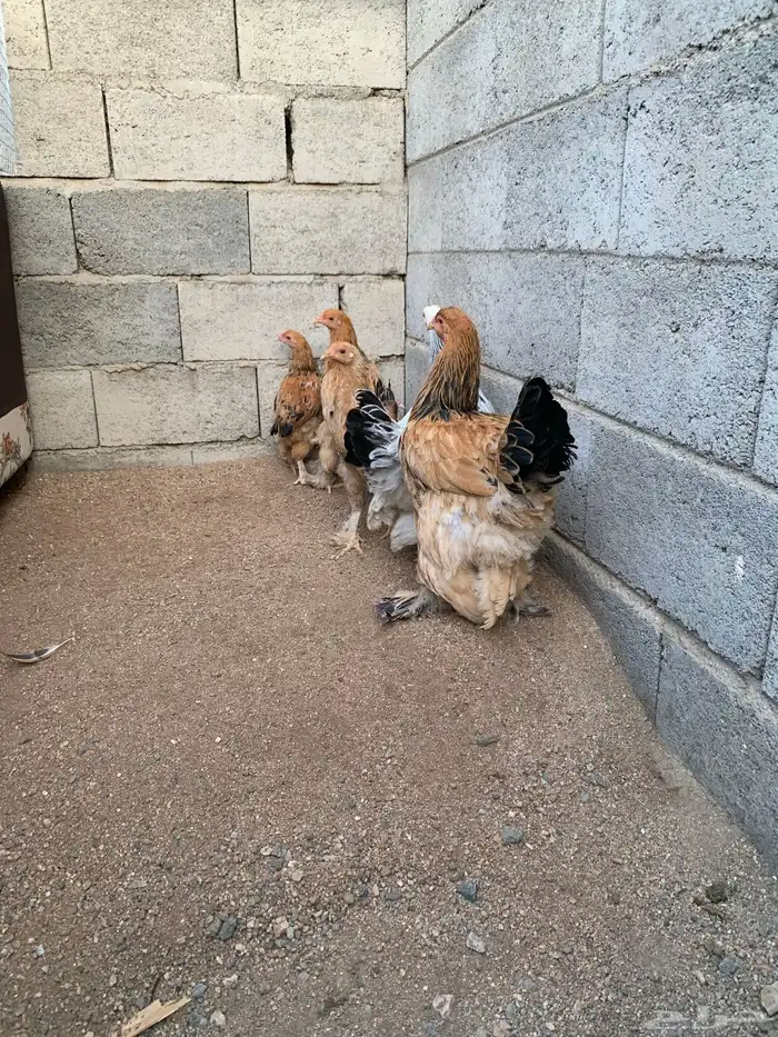 دجاج براهما 2