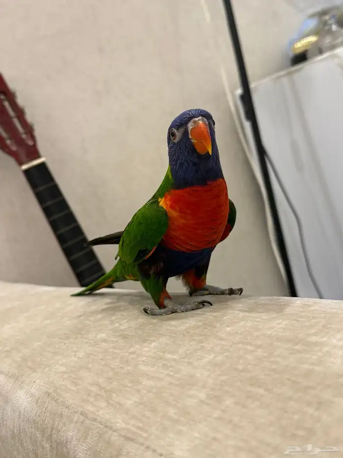 للبيع لوري هدد ومتكلم وصبغه قويه ولعوب طير منوة المربي 3