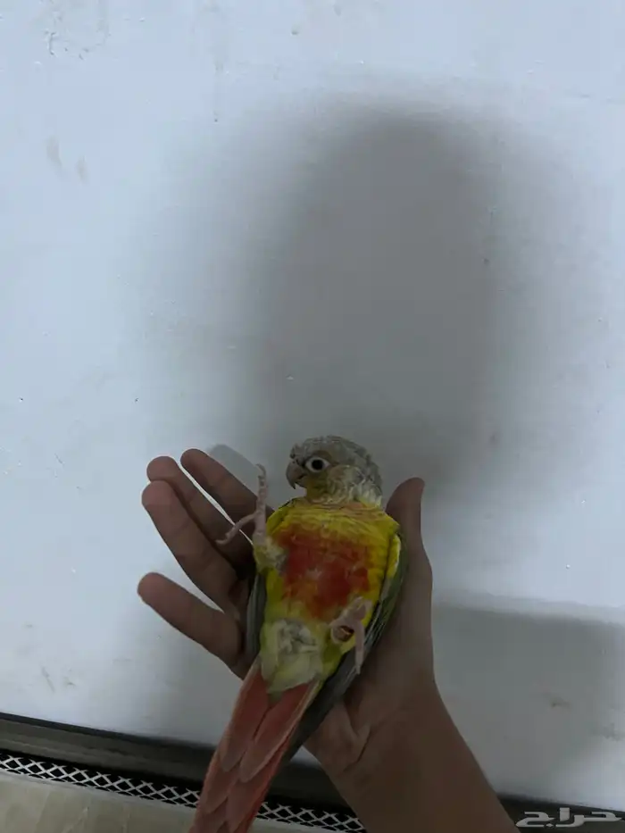 كنيور أليف 3