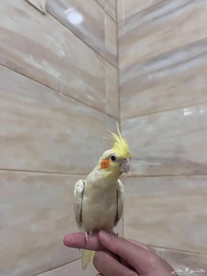 للبيع السوم 350 3