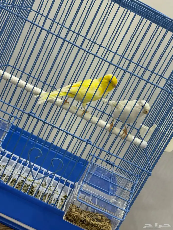 كناري سوري للبيع جوز 3