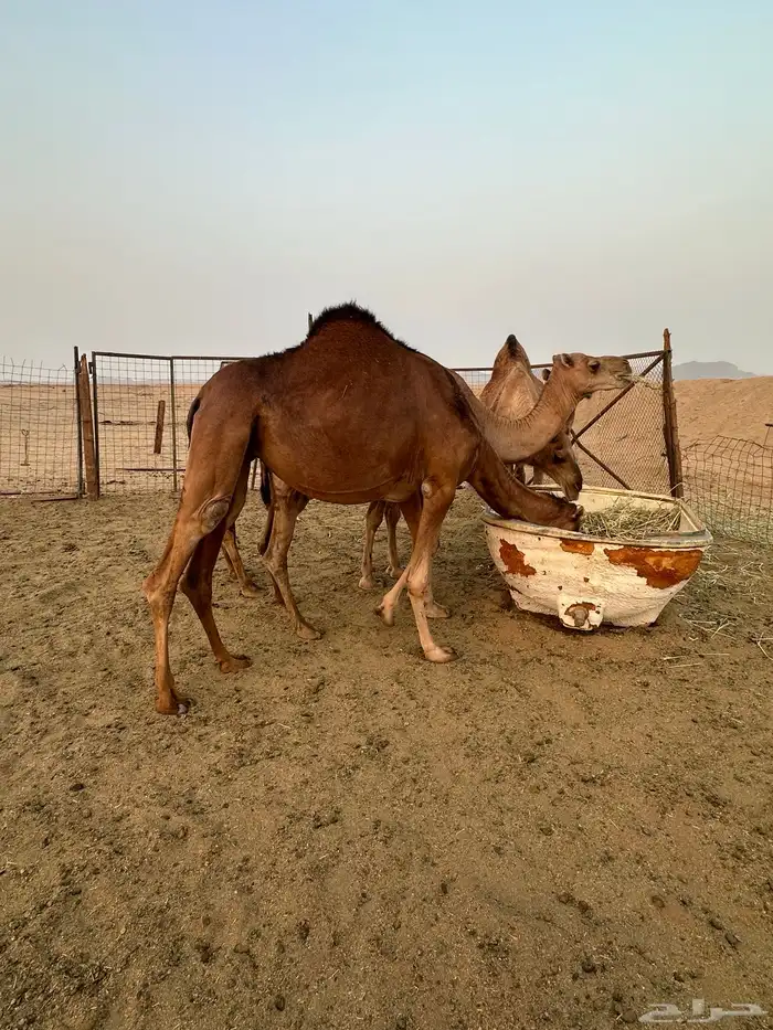 بكره حمراء دهماء ساحليه 2