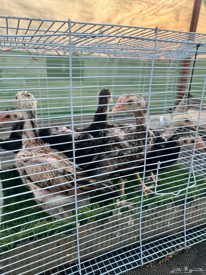 فروخ شامو ياباني 4