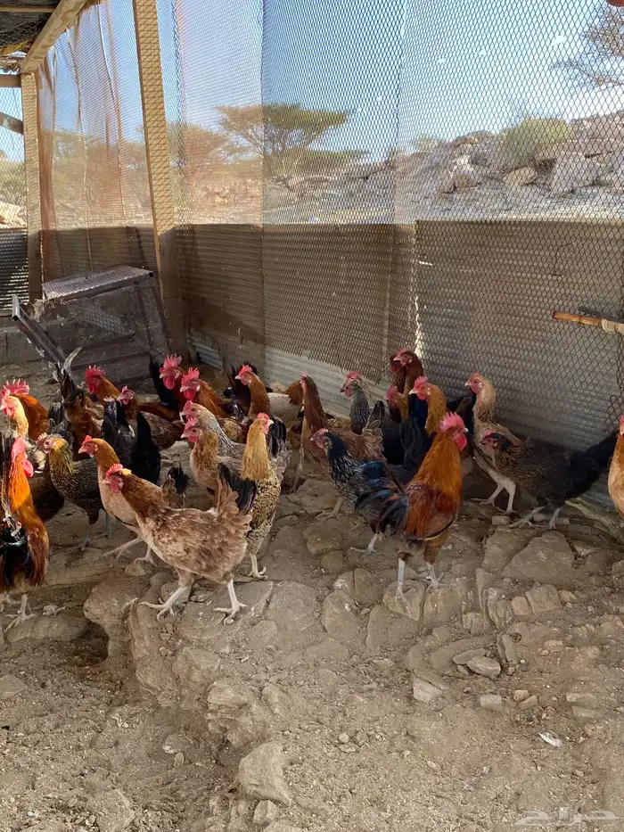 دجاج بلدي بياض شرط فواتح حمر 23