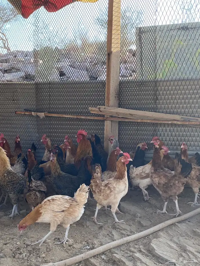 دجاج بلدي بياض شرط فواتح حمر 5