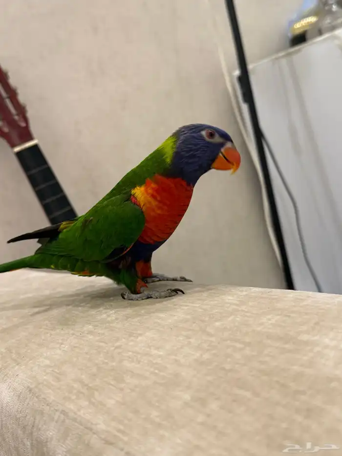 للبيع لوري هدد ومتكلم وصبغه قويه ولعوب طير منوة المربي 2