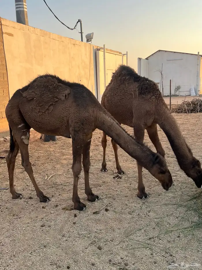 حشو طيبه للبيع 0