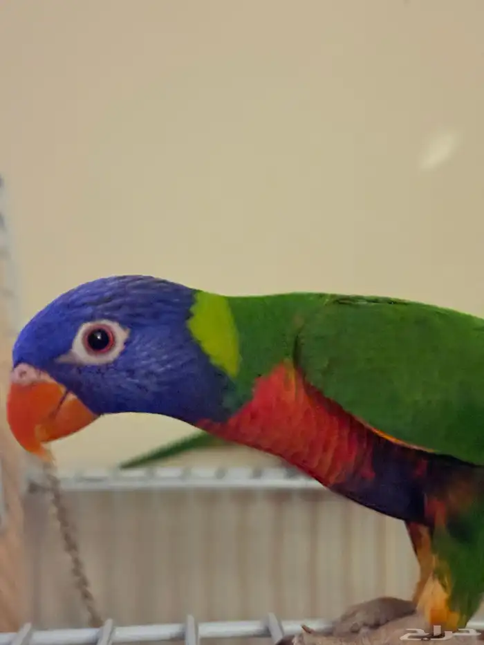 جوز بغبغاء رينبو لوري 3