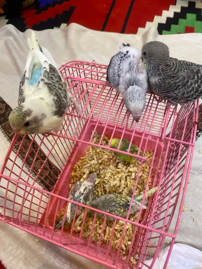 عاجل فروخ طيور حب غر 3