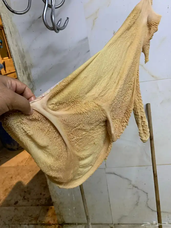 16 خروف صافي جذعان فل 7