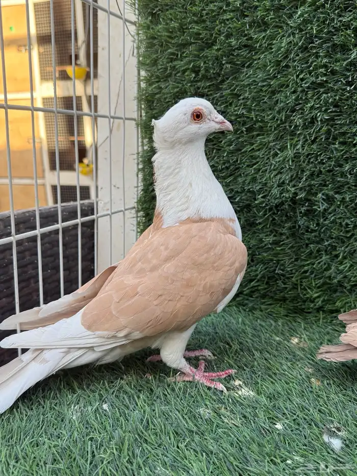 للبيع جوزين زاجل سوبر جامبو اصفر و احمر 3