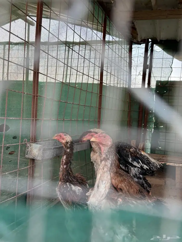 دجاج شامو ياباني 7