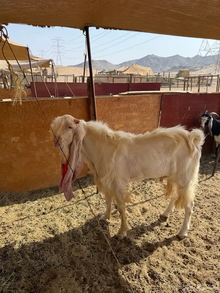 للبيع تيس فحل هولندي مشروط 4