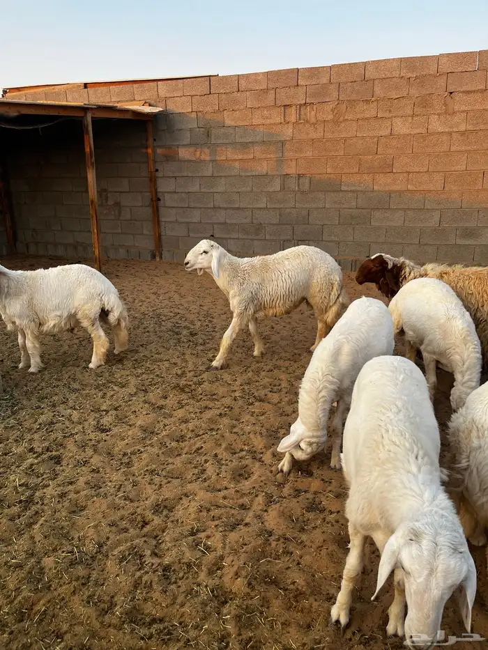 خرفان البيع صنف 6