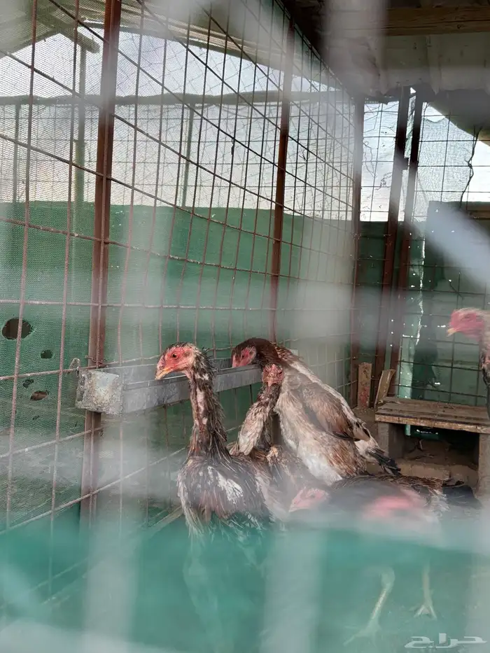 دجاج شامو ياباني 6