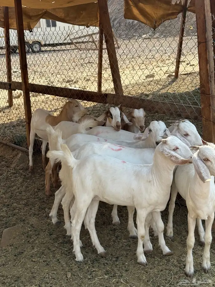 جفار برص فواخر 6