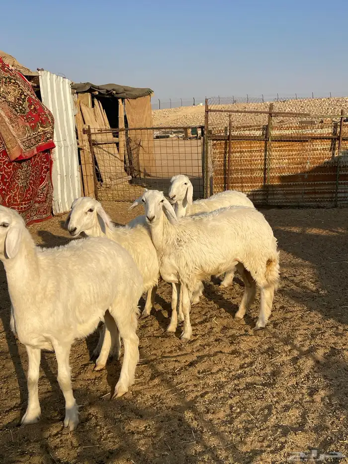 رخال صنف حرش مراح 3