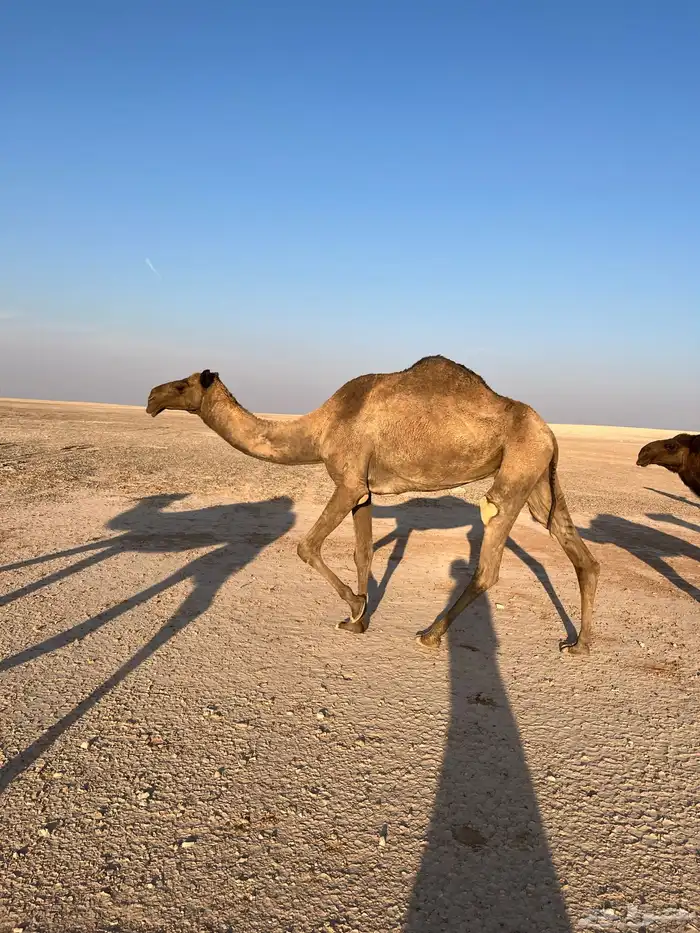 ناقه للبيع 0