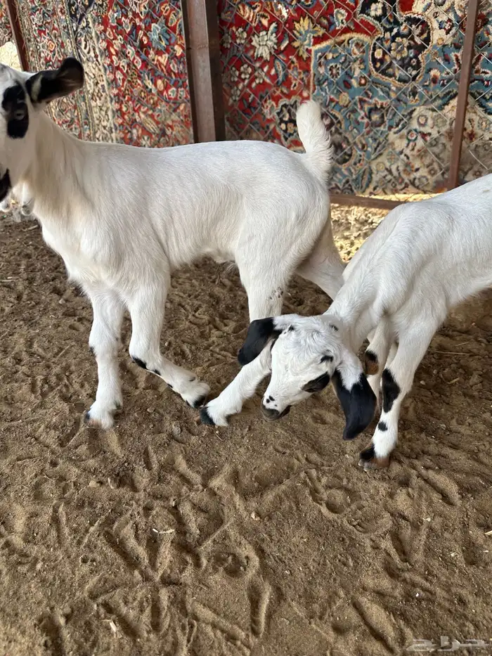 دواغر بيشي 1