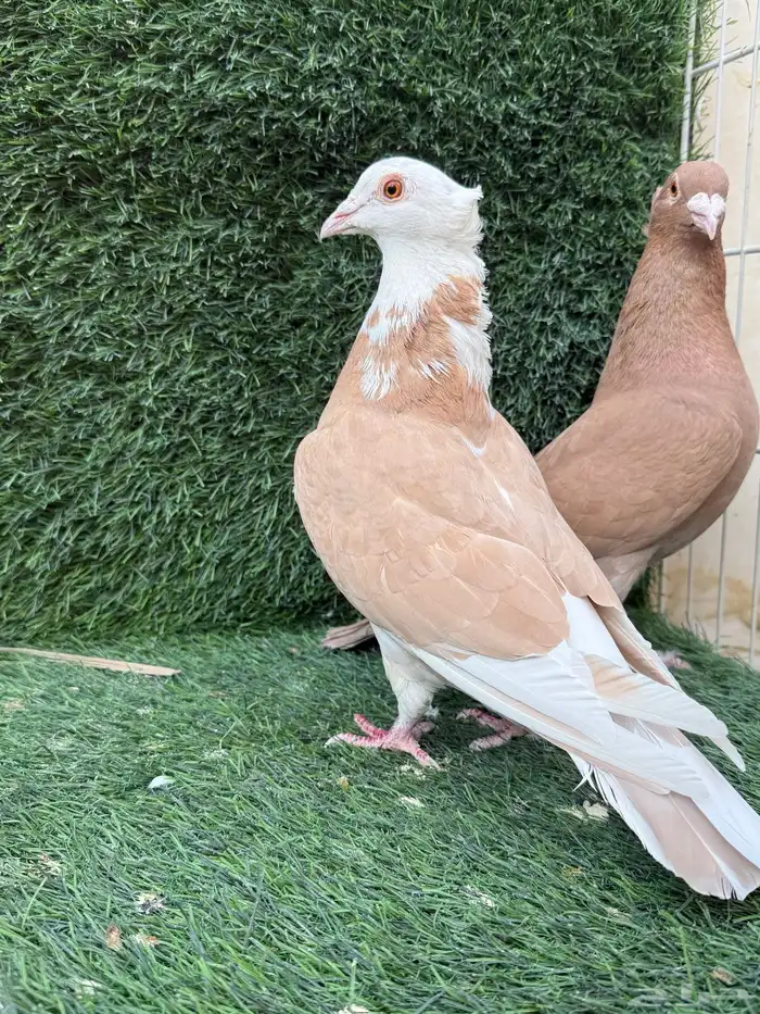 للبيع جوزين زاجل سوبر جامبو اصفر و احمر 1