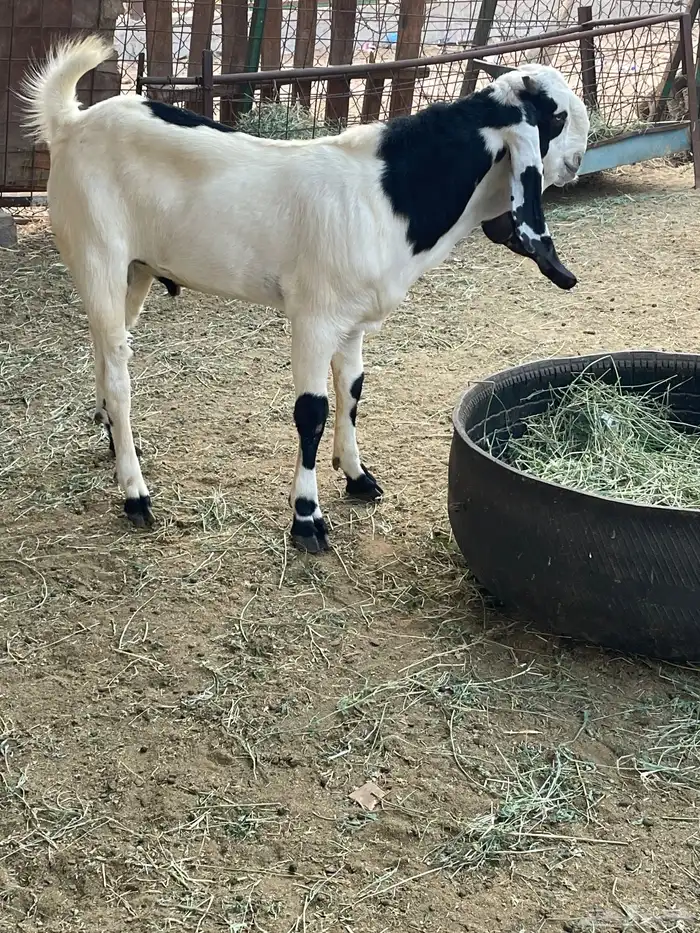 تيس هندي خرايط نادر 0