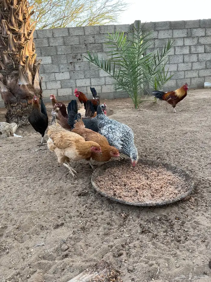 دجاج بياض كفو 5