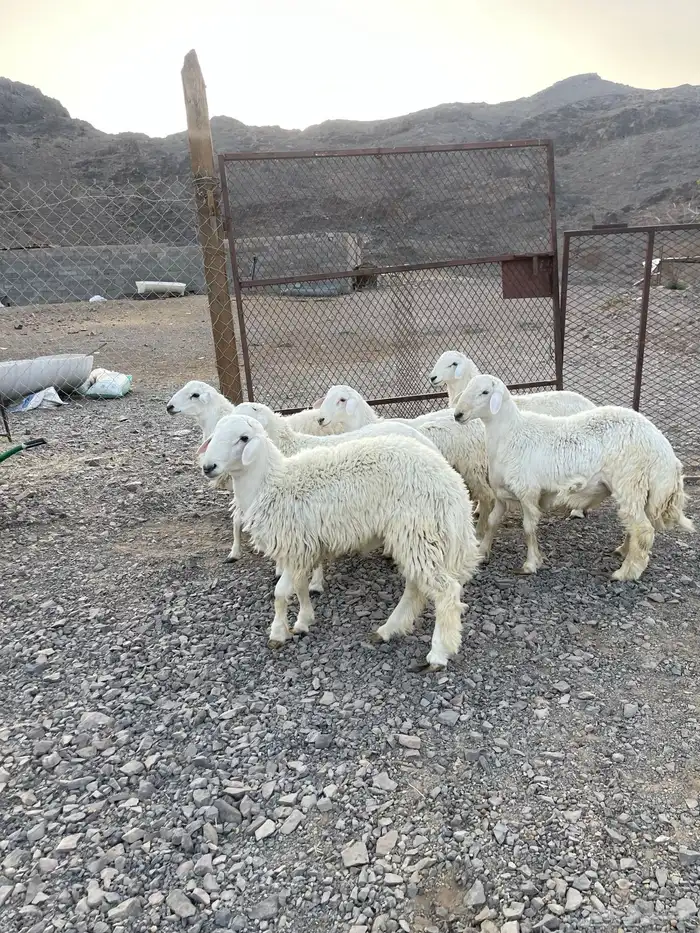 ( تم البيع )طليان حريات فاخره 5