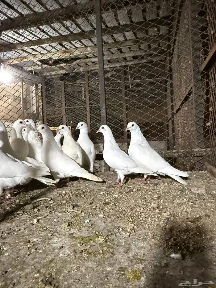 حمام  فرنسي 2