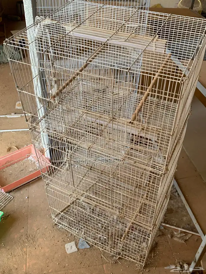 شبوك عرض طيور زينه 2