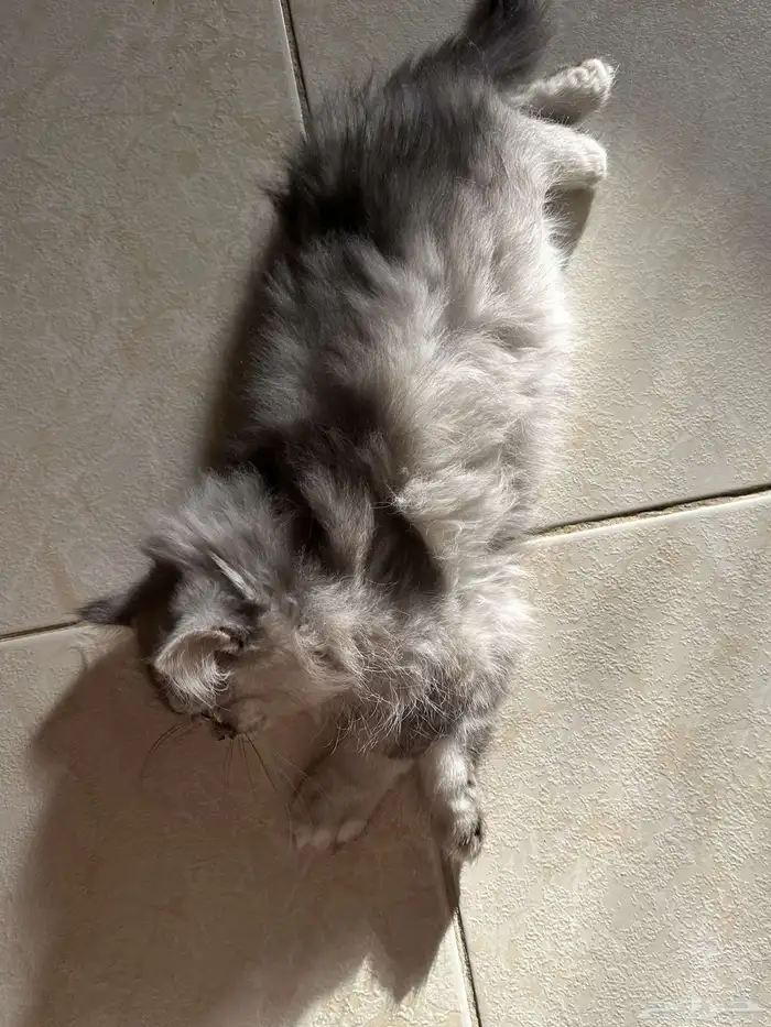 قطط سكوتش للبيع 12