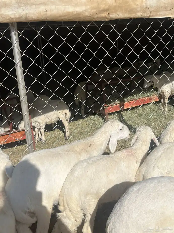 رخال صنف تم البيع 3