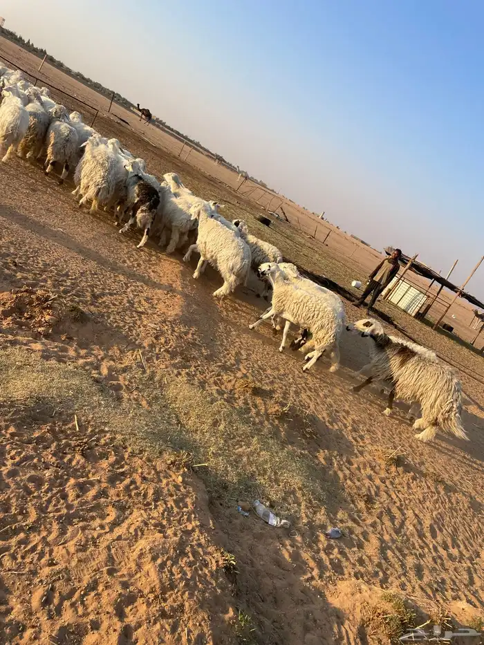 رخال جذعات وثنوات وقليل رباع بفحلها فيها 2 متابيع 3