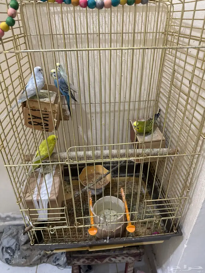 طيور حب زوجين منتجه وذكر انقليزي 1