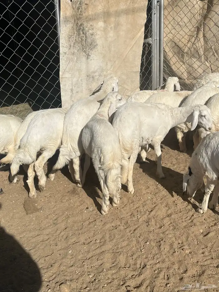 رخال صنف تم البيع 5