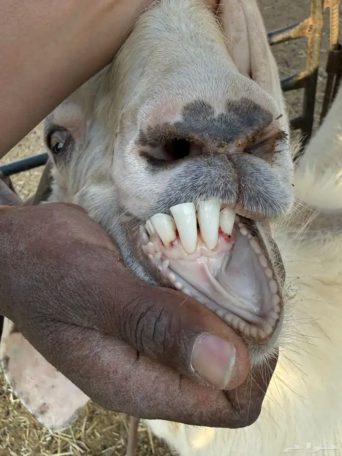 فحول بورقوت اصل - وعارضي ابيض - ومطور 2