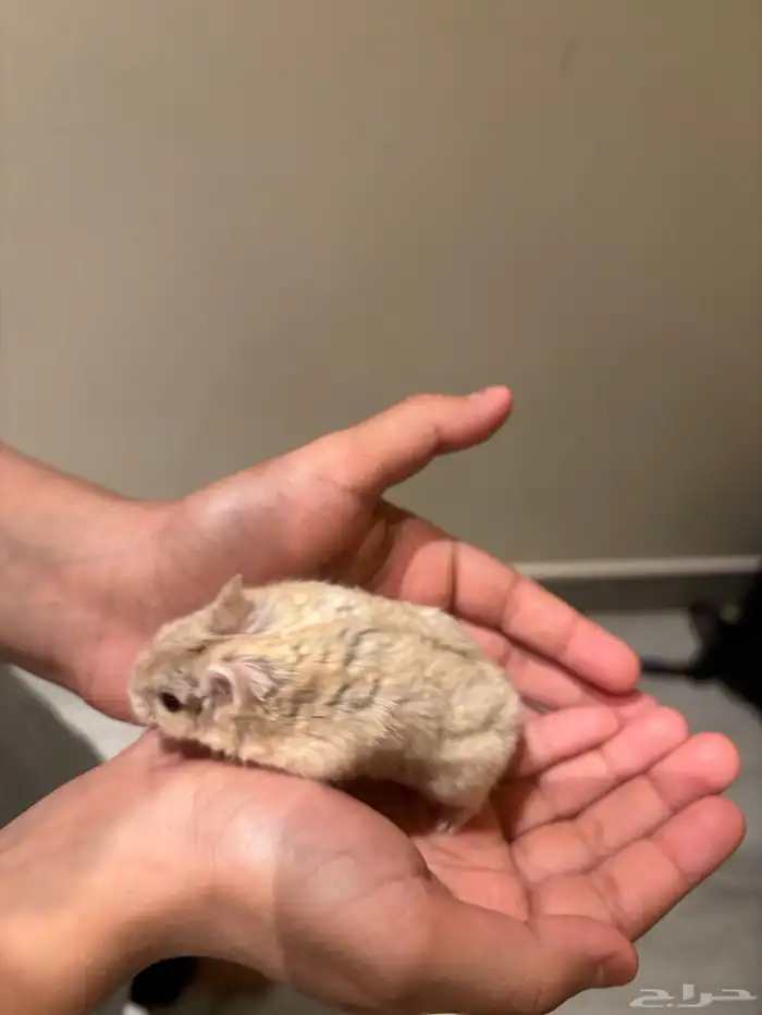 هامستر للبيع 3