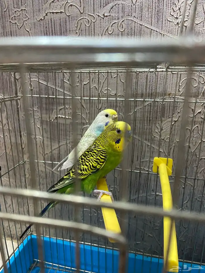 زوج بادجي للبيع 1