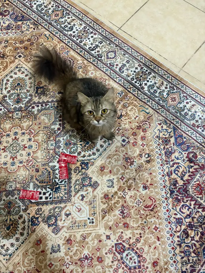 وجدت قطه ضائعه شمال جيزان 1